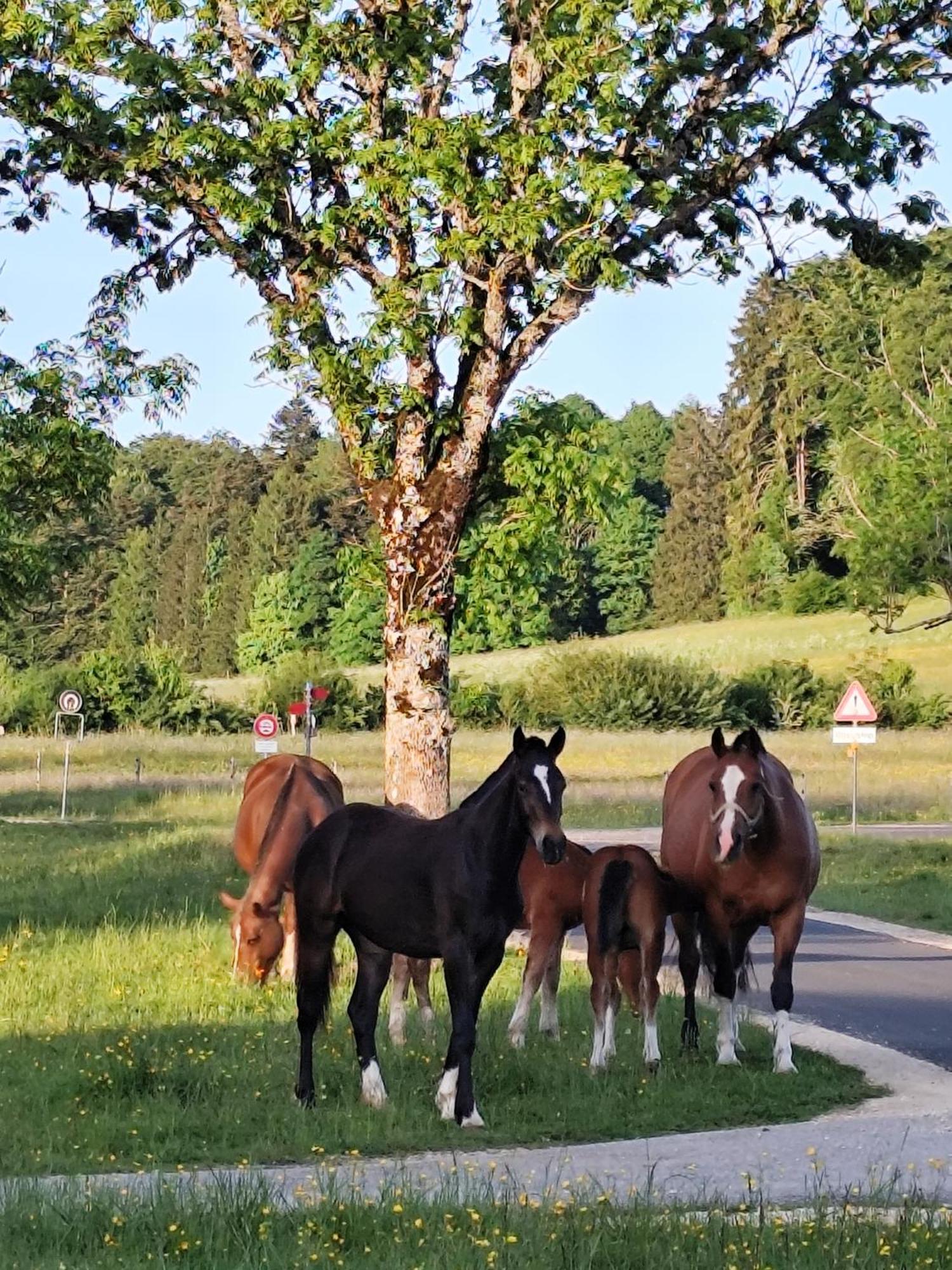 Country Haven